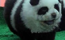 Cachorro Panda – CHow Chow Tingidos Moda na China, Fotos
