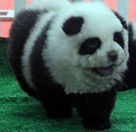 cachorro-panda-