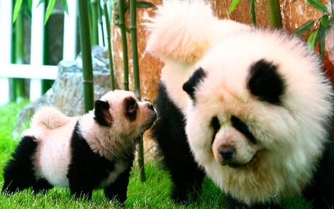 cachorro-panda-raça-chinesa-fotos-