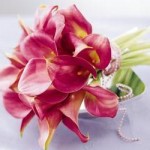 callas -significado-das-flores-