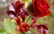 Rosas: Como Cultivar, Plantar Roseira, Praga, Adubo, Rega