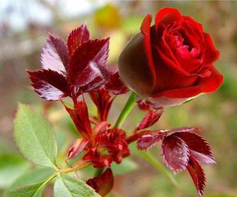 Rosas: Como Cultivar, Plantar Roseira, Praga, Adubo, Rega