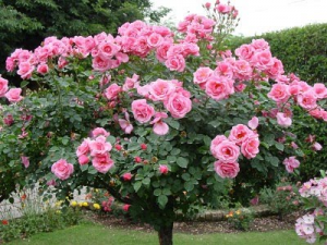 como-cultivar-rosas-poda-rega-adubação-roseira-florida-