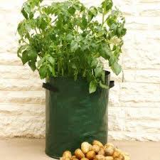 como-plantar-batata-em-vasos-sacos-jadim-