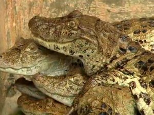 criadouro-de-jacarés-papo-amarelo-sor-informações-sobre-agronegócio-