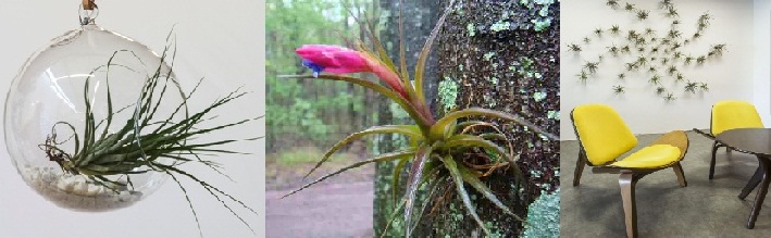 decoração-com-plantas-aéreas-como-cultivar----