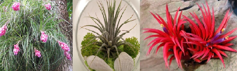 decoração-com-plantas-aéreas-como-cultivar-cuidados-