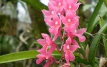 Mini Orquídeas – Fotos, Cuidados Cultivo, Onde Comprar