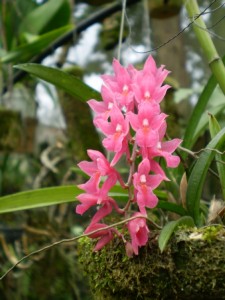 mini-orquídeas-como-cuidar-