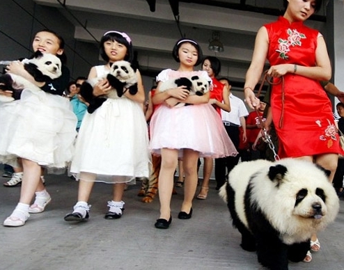 moda-cão-de-estimação-de-cachorro-panda-fotos