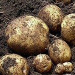 plantar-batatas-em-vasos-jardim-cuidados-