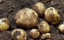 Como Plantar Batatas em Vasos, Cultivar batatas em Casa
