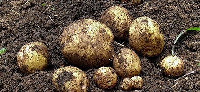 Como Plantar Batatas em Vasos, Cultivar batatas em Casa