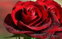 Significado das Flores – Com que Flor Presentear, Porque