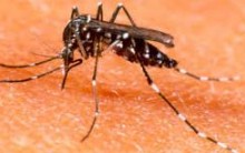 Dengue – Sintomas, Cuidados, Tipos e Prevenção