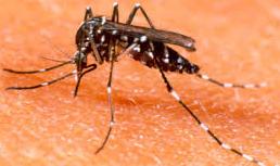 Dengue – Sintomas, Cuidados, Tipos e Prevenção