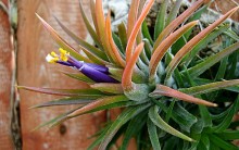 Plantas Aéreas Decorar de Tillandsias Vasos Pendentes, Fotos