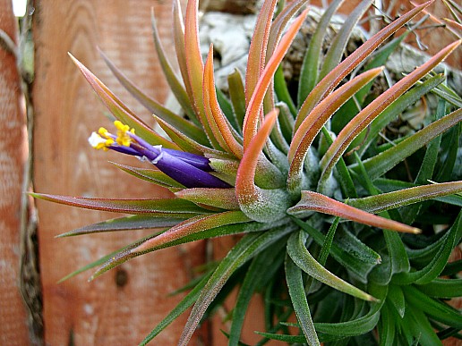 Plantas Aéreas Decorar de Tillandsias Vasos Pendentes, Fotos