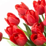tulipa-vermelha-significado-das-flores-
