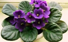 Como Cultivar Violetas – Dicas de rega, como Plantar, cuidados