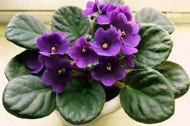 Como Cultivar Violetas – Dicas de rega, como Plantar, cuidados