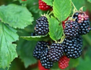 chá-de-amora-emagrece-combate-diabetes-