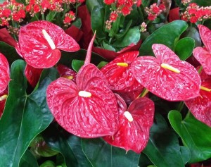 como-cultivar-antúrio-como-cuidar-folhas-