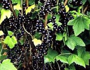 groselha-negra-benefícios-