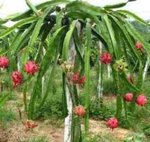 koubo-emagrece-benefícios-fruta-pitaya-fruta-do-dragão-planta-