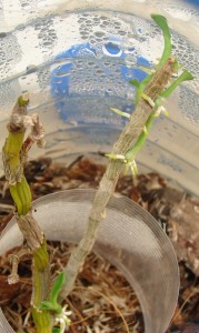 brotos-de-orquídea-
