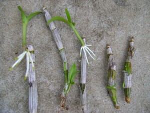 brotos-de-orquídeas-como-formar-dicas-
