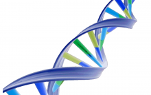 DNA: Transcrição e Tradução, Tipos de RNA