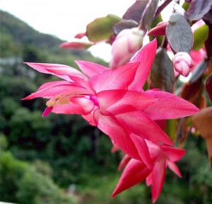 flor-de-maio-como-cuidar-manter-florida-dicas-cultivo-
