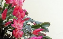 Flor de Maio – Como cuidar, Manter Florida, Dicas de Cultivo