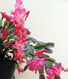 Flor de Maio – Como cuidar, Manter Florida, Dicas de Cultivo