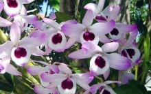 Muda de Orquídea – Keiki, UTI Estufa para Criar novas Plantas