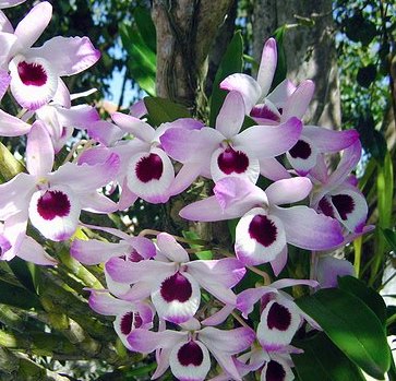 Muda de Orquídea – Keiki, UTI Estufa para Criar novas Plantas