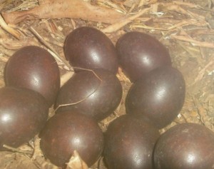 ovo-preto-encontrado-em-minas-gerais-casca-ovo-escura-