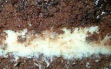 Bolo de Chocolate sem Açúcar e Integral – Receita Passo a passo