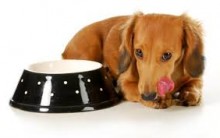 Falta de Apetite em Animais – Causas cachorro e Gato sem Fome