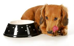 falta-de-apetite-nos-animais-cão-gato-