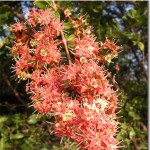 lawsonia-inermis-planta-que-faz-a-henna-tintura-para-cabelo-natural