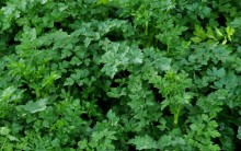 Como Plantar Salsa em Casa – Dicas de Cultivo da Hortaliça