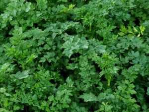 plantar-salsa-dicas-