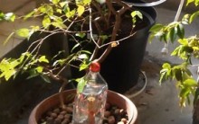Molhar Planta com garrafa PET – Economizar Água
