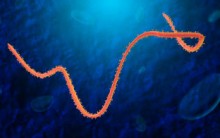 Ebola – Como Transmite, Sintomas da Doença e Tratamento