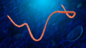 Ebola – Como Transmite, Sintomas da Doença e Tratamento