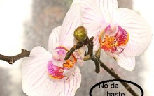 Muda de Orquídea Phal com Haste da Flor – Cuidados e Dicas