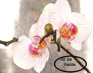 Muda de Orquídea Phal com Haste da Flor – Cuidados e Dicas