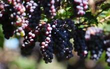 Como Plantar Uva em Casa – Dicas para Cultivar a Fruta
